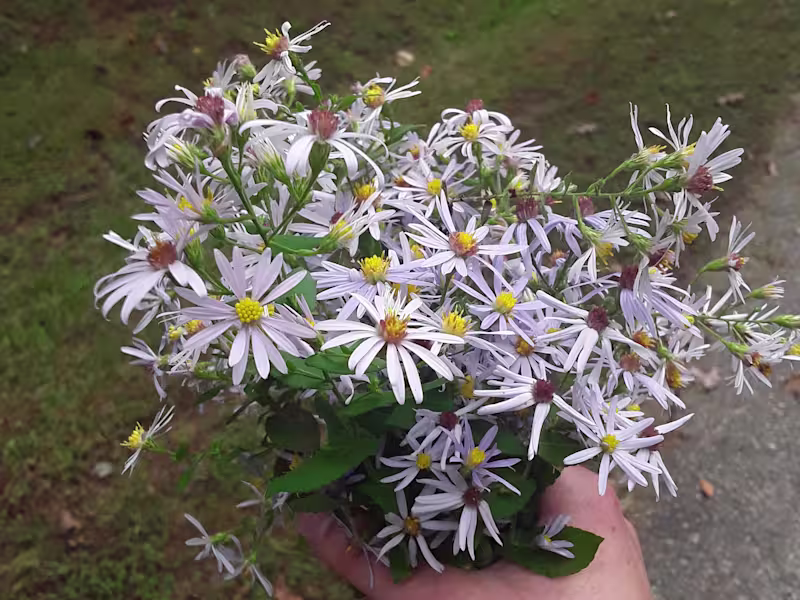 Cover image for Professional Lyrics Writing