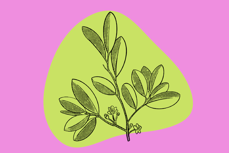 Cover image for SEO Journalism- Coca Leaf