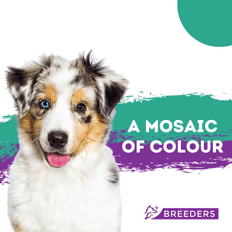 Cover image for Social Media Graphics | Vet Business