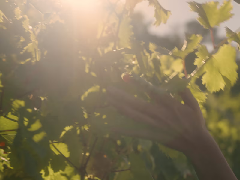 Cover image for Advanced Color Grading Services