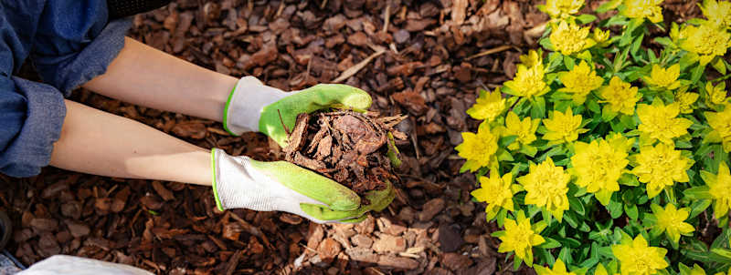 Cover image for The Benefits of Organic Mulch for Landscaping