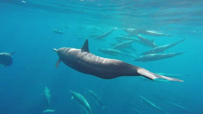 Cover image for From Banker to Whale and Dolphin Tour Guide
