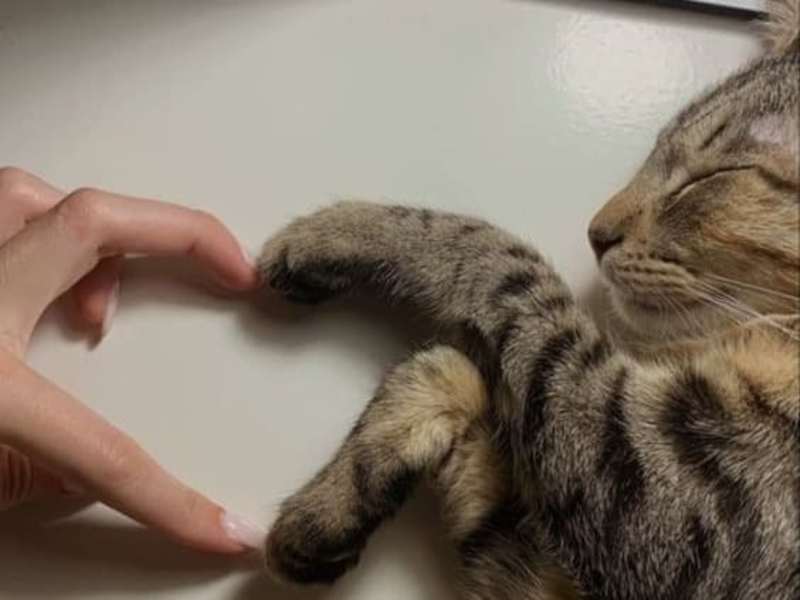 Cover image for Why are cats a selection for a ESA?