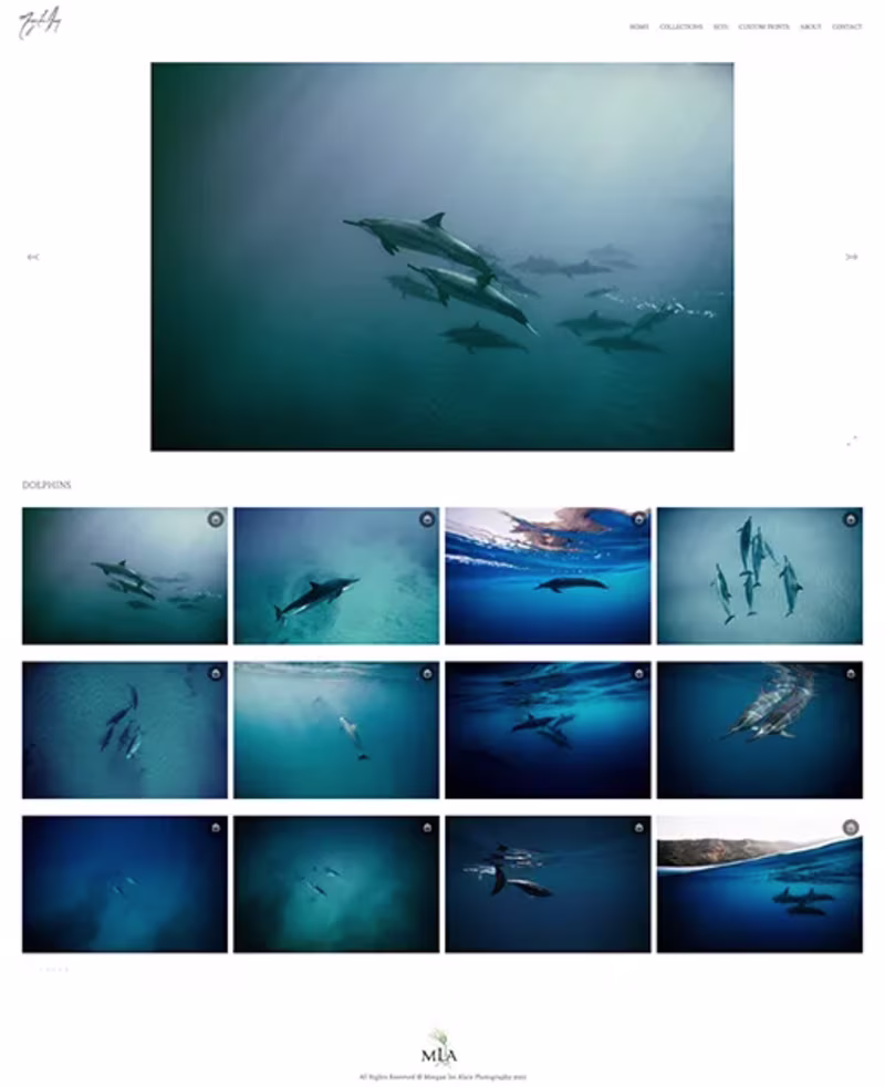 Cover image for Morgan Lee Alain Photography