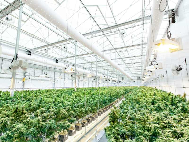 Cover image for Pacific Stone Growing Practices article