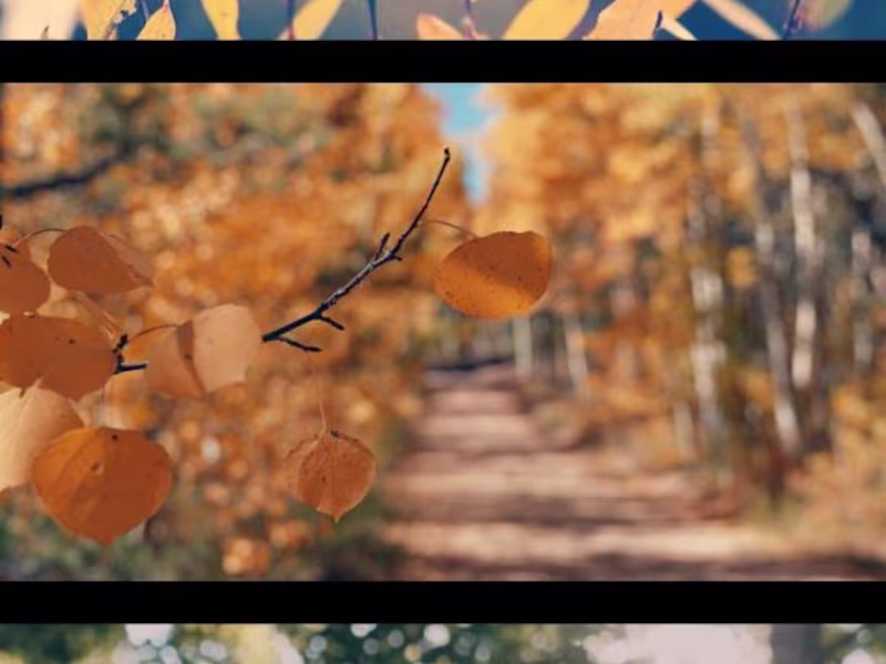 Cover image for Autumn Stroll 🍁 Cozy Fall Travel Vlog of Hidden Paths & Season…