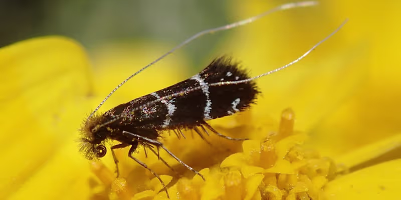 Cover image for "Dance of the Fairy Moth" Proofreading Project