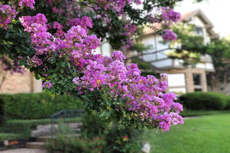 Cover image for Texas Landscaping Plant Guide (ghostwritten for MI Homes blog)
