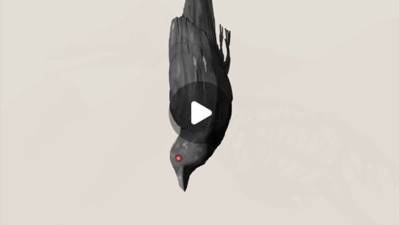 Cover image for Embrace Chaos - Story animation