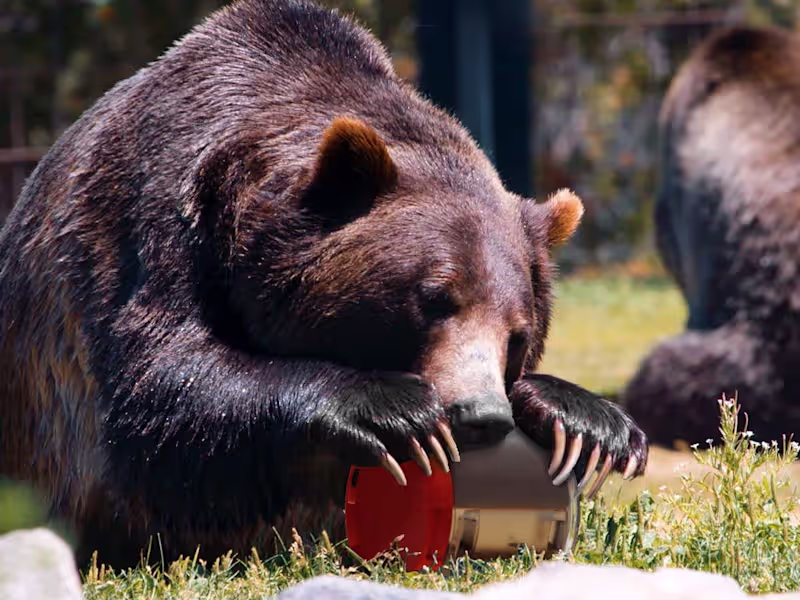 Cover image for REI CO-OP Bear Canister