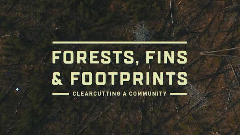 Cover image for Documentary | Forests, Fins & Footprints