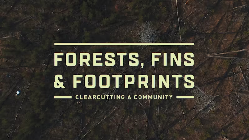 Cover image for Documentary | Forests, Fins & Footprints