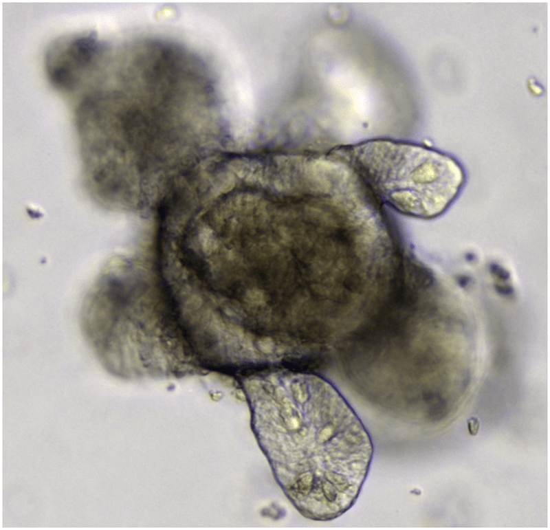 Cover image for Organoid Development Protocol