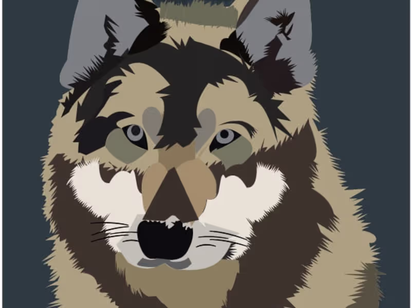 Cover image for vector tracing illustrations