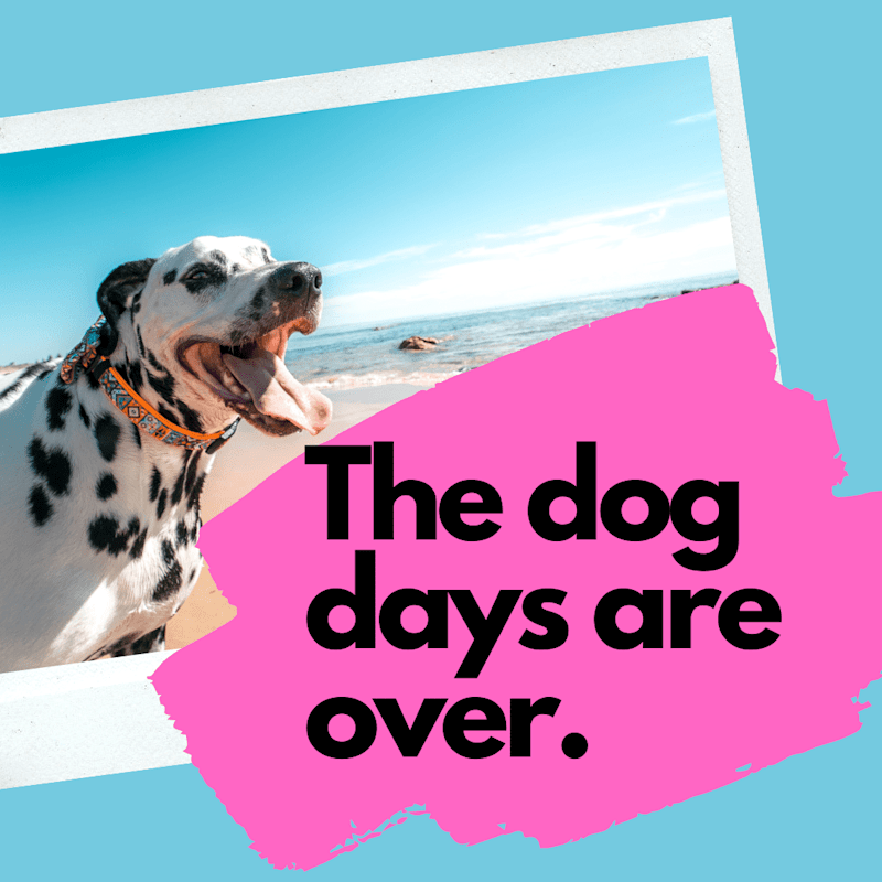 Cover image for Instagram Copy — Pawse, the Pet Insurance Company