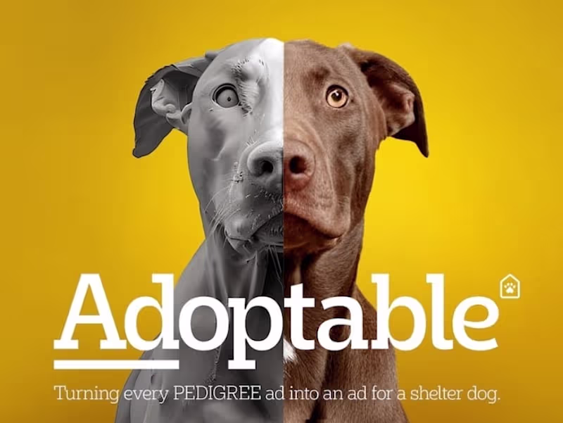 Cover image for Pedigree 'Adoptable' Campaign