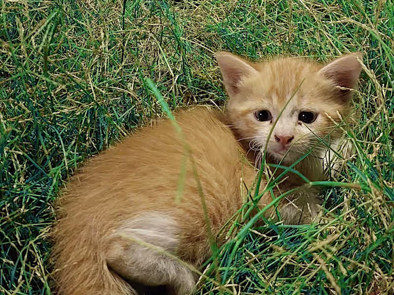 Cover image for Photo editor