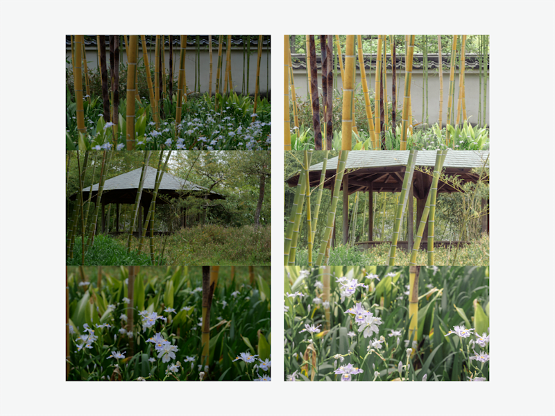 Cover image for Photography editing of japanese bamboo garden