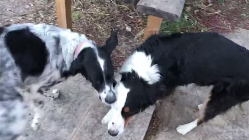 Cover image for The Playdate - YouTube