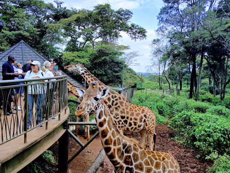 Cover image for Wellness & Adventure Travel in Kenya | Luscious Outdoors Africa