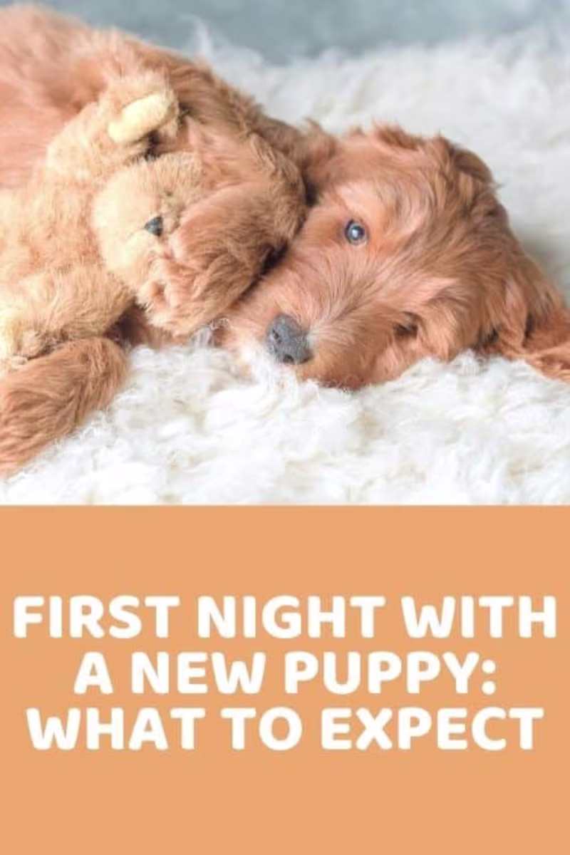 Cover image for First Night With A New Puppy: What To Expect - Doodle Doods