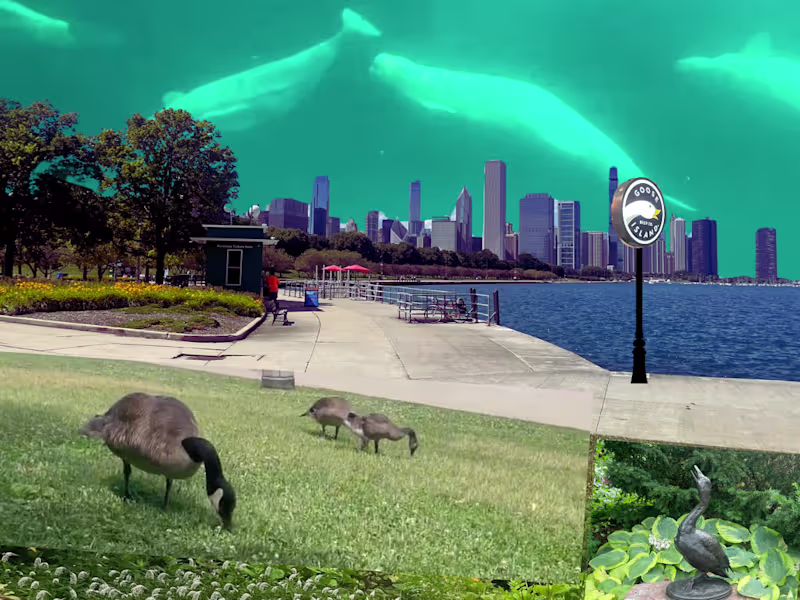 Cover image for The Chicago Adventure
