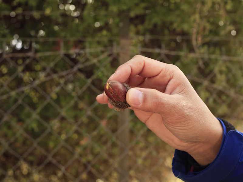 Cover image for To Resurrect Lost Forests, Plant a Seed in Hearts and Minds