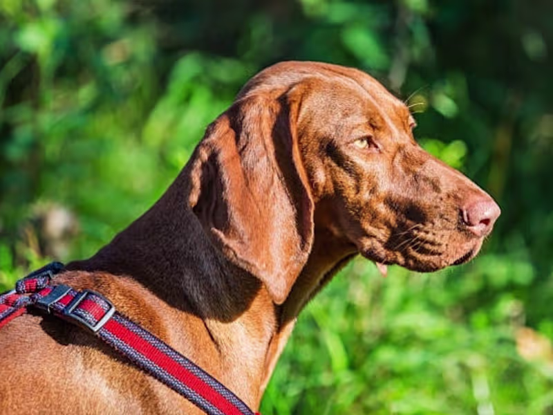 Cover image for content writing 