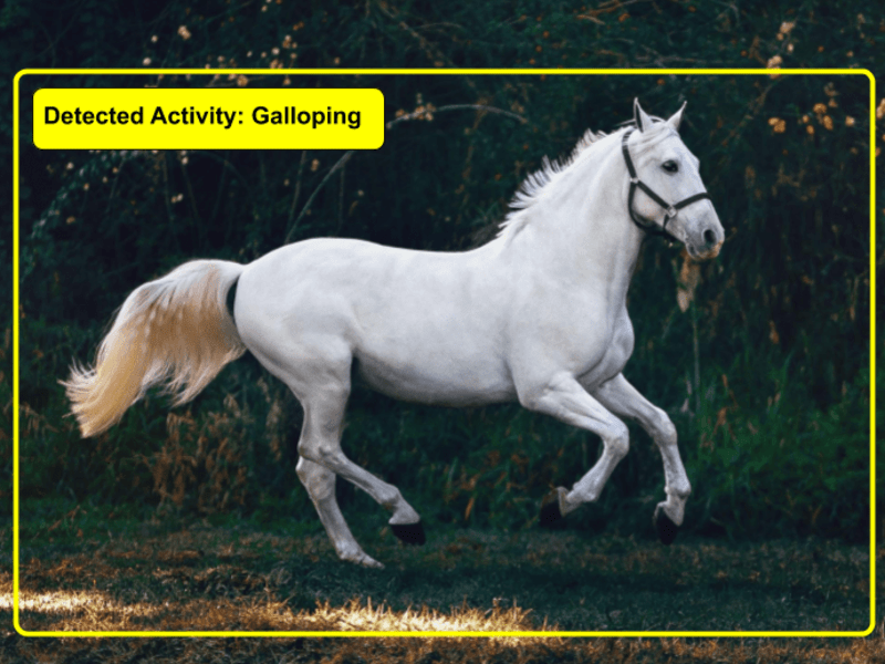 Cover image for Animal AI : Assessing Animal Fitness using AI