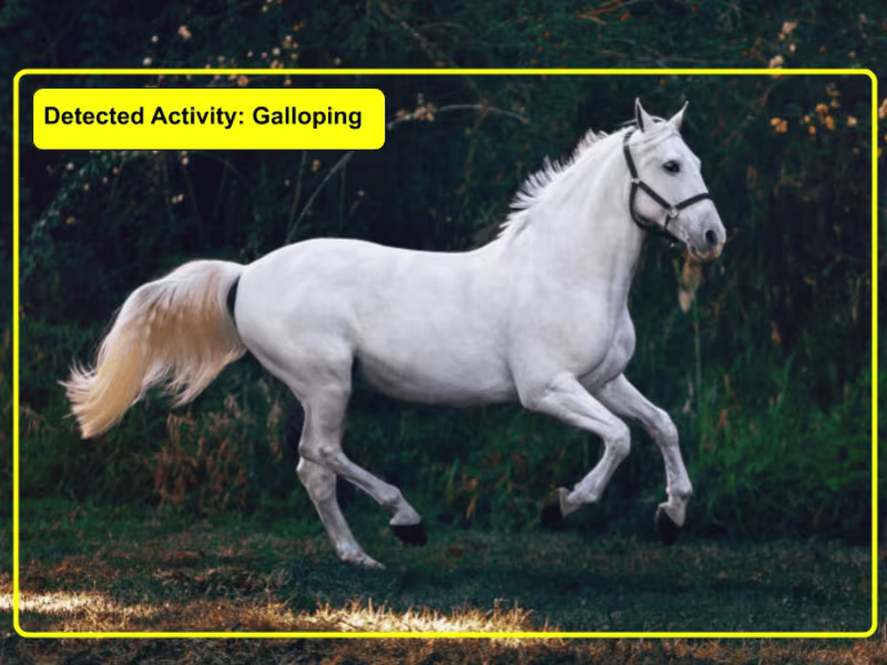 Cover image for Animal AI : Assessing Animal Fitness using AI