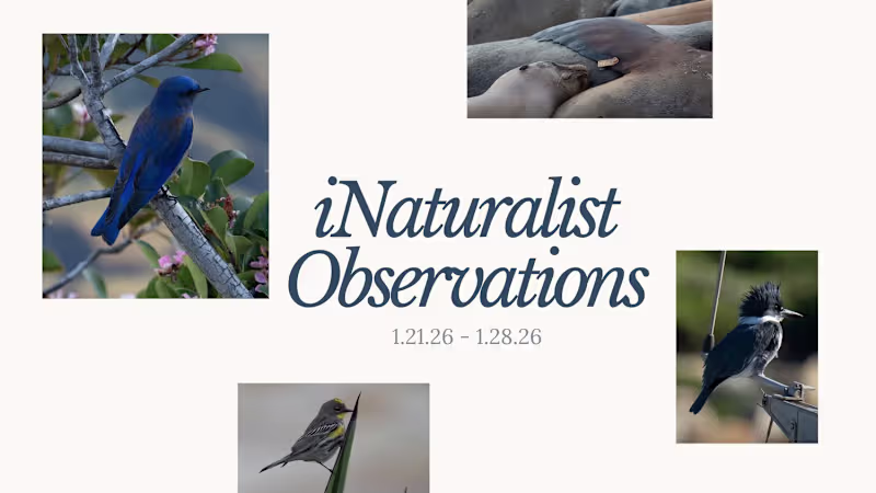 Cover image for Founder's Journal: Weekly Wildlife Documentation Series