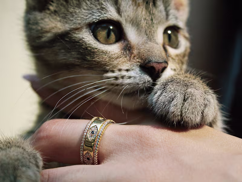 Cover image for UGC Content / Photography (Pet, Product, Beauty, Fashion)