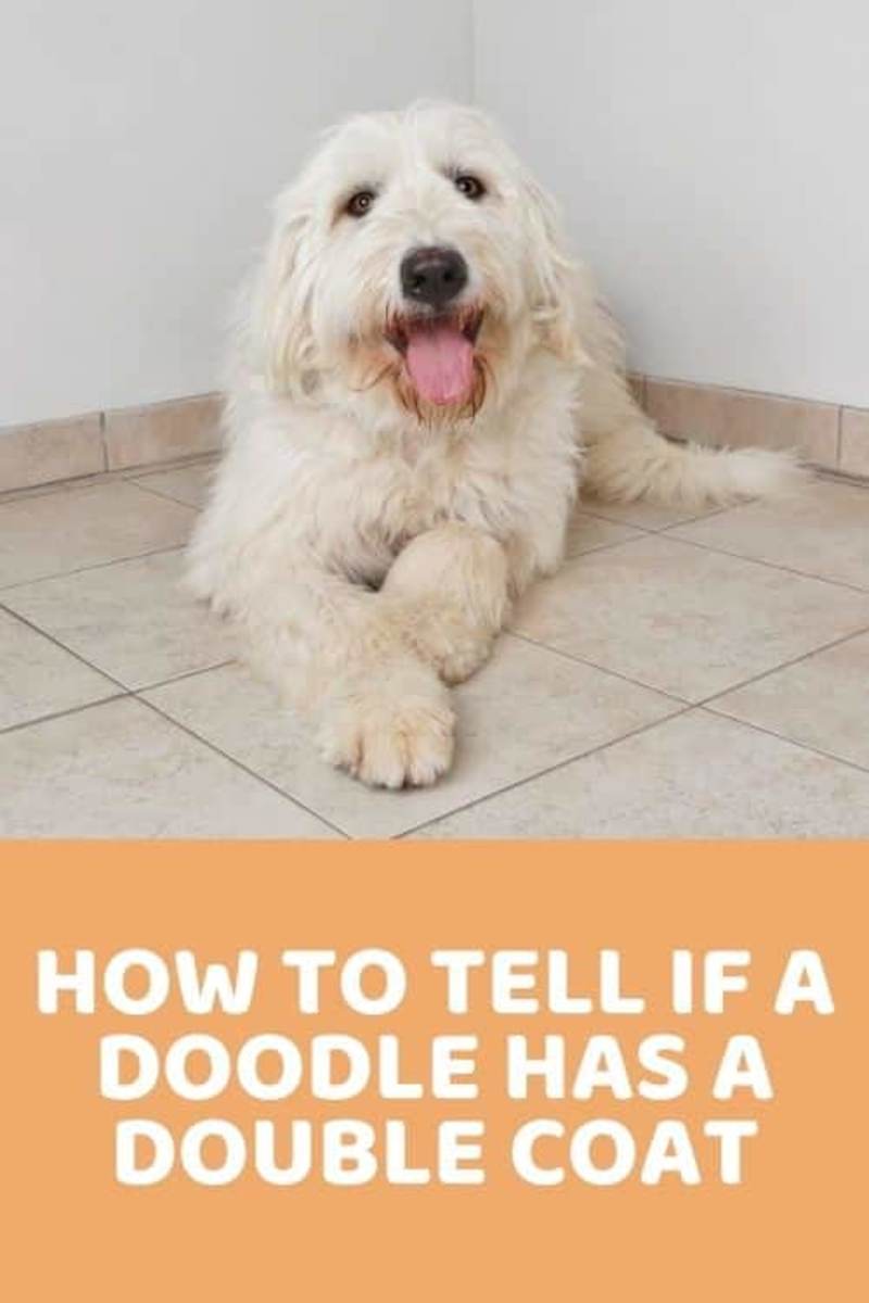Cover image for How To Tell If A Doodle Has A Double Coat - Doodle Doods