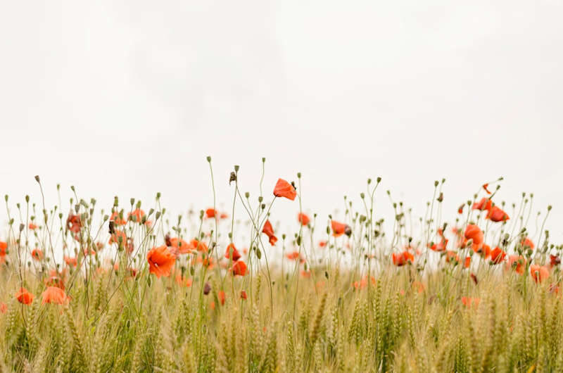 Cover image for Slow Progress - Newsletter Sample 