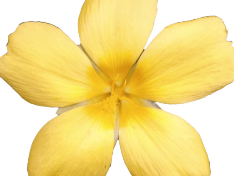 Cover image for Background Removal Project