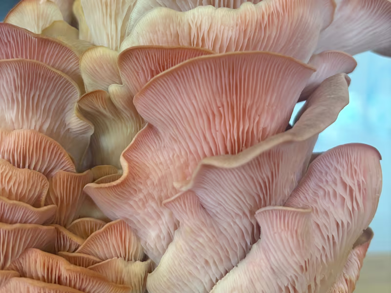 Cover image for Mycelial Madness