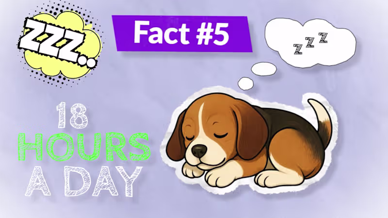 Cover image for Professional Animated Explainer Videos