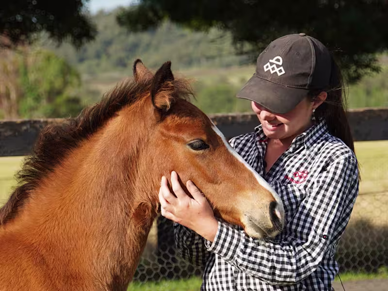 Cover image for WordPress development for a globally renowned stud farm