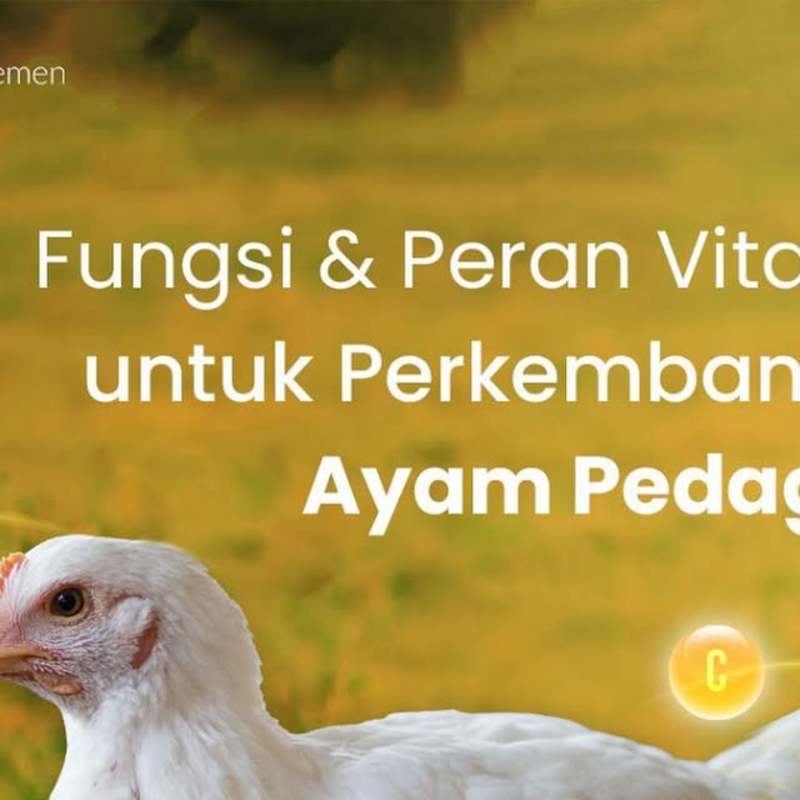 Cover image for Chicken Vitamin Content Creation