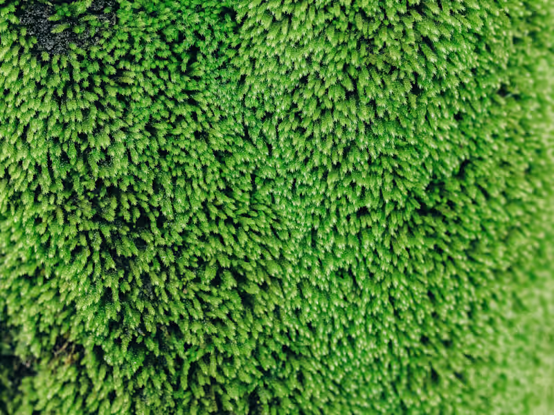 Cover image for Business Communications for a Global Sports Brand