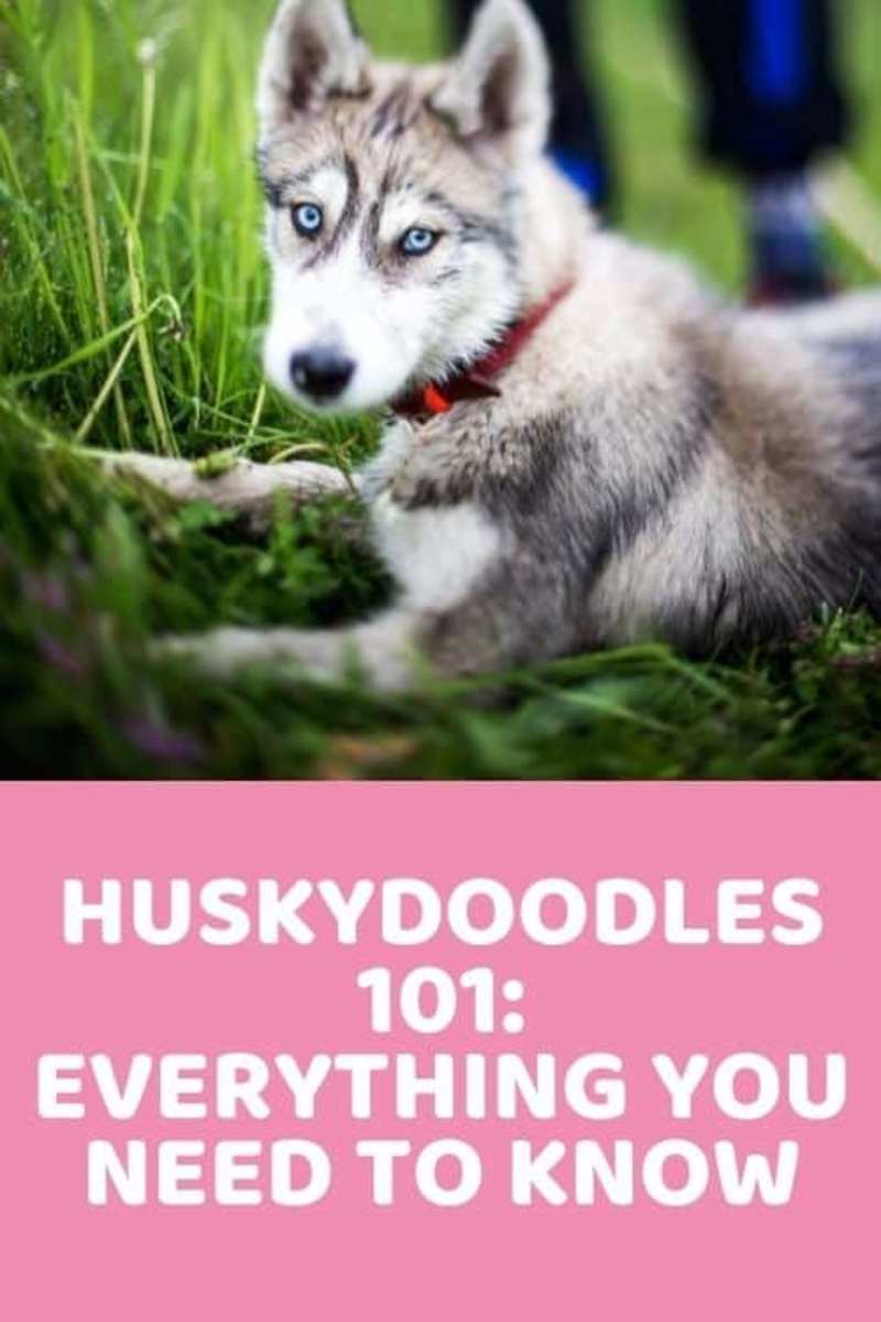 Cover image for Huskydoodle 101: Information, Characteristics & Pictures - Dood…