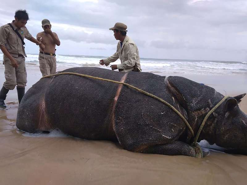 Cover image for Disputed Javan rhino numbers highlight Indonesia’s fraught cons…
