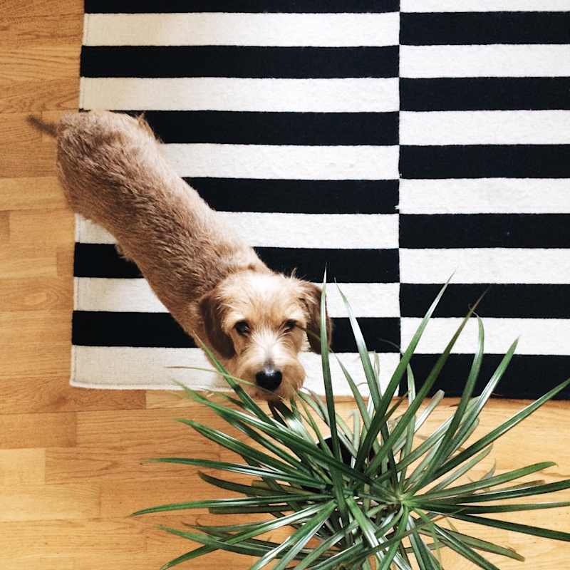 Cover image for How to Find Pretty Houseplants that are Safe for Pets | My Beau…