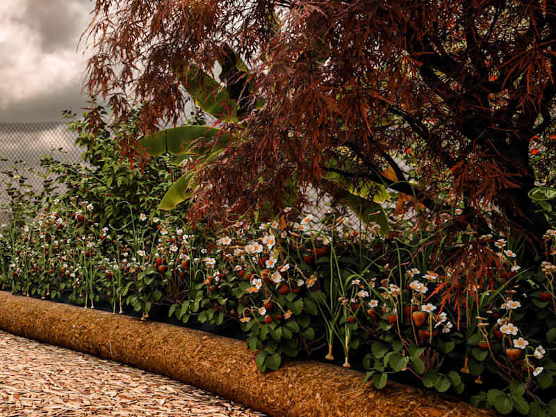 Cover image for Edible Landscaping Project: Primary school in Galicia-Spain