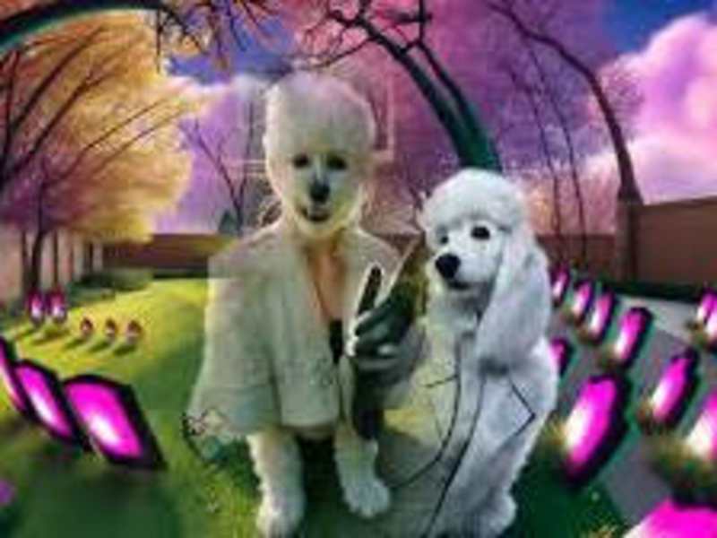 Cover image for Tea Eater - Little White Dog (in a Gated Community) - YouTube