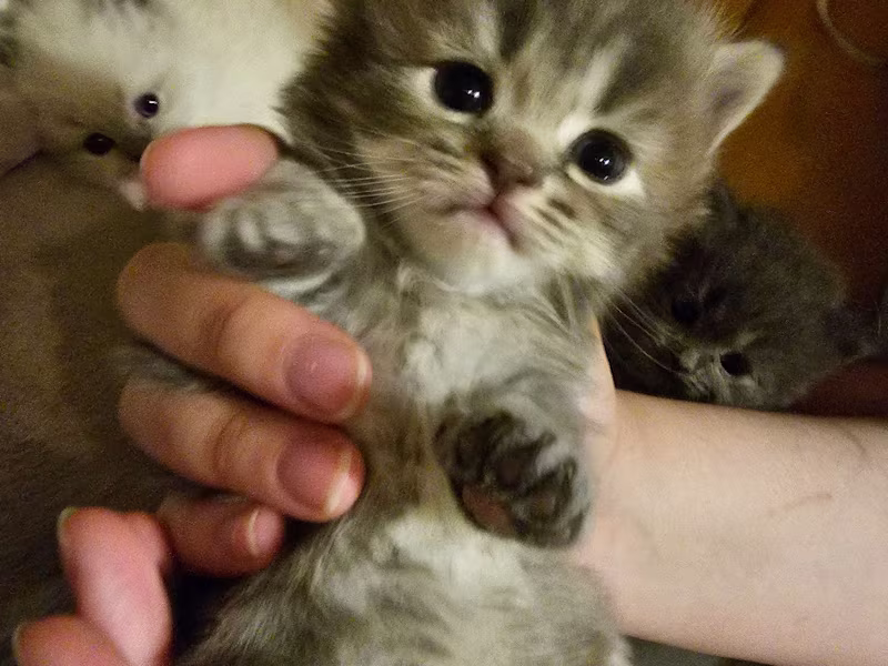 Cover image for Freelancer writer, coaching