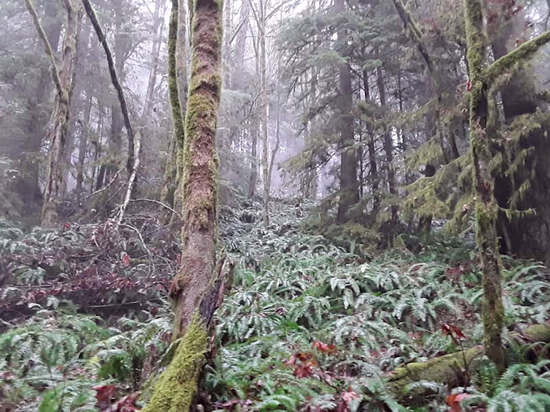 Cover image for Custom Web Application Architecture & Development