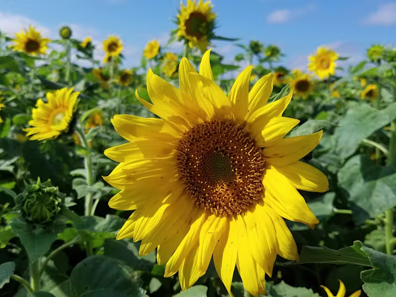 Cover image for Virtual assistant with years of experience 