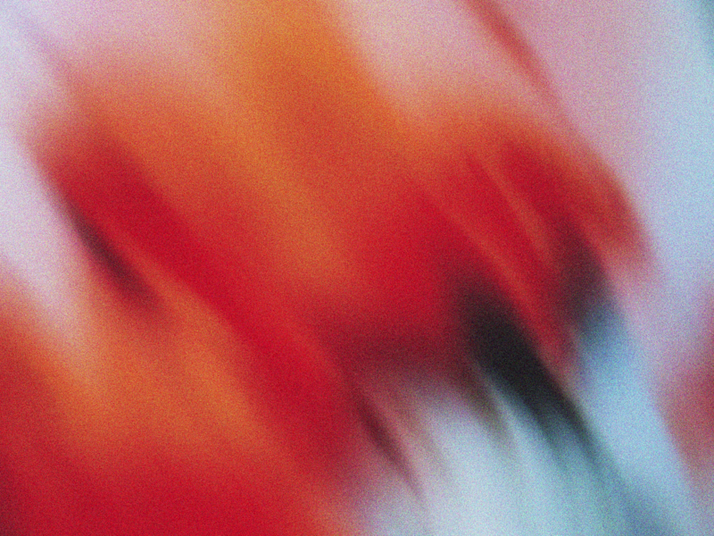 Cover image for Framer x Shopify Website