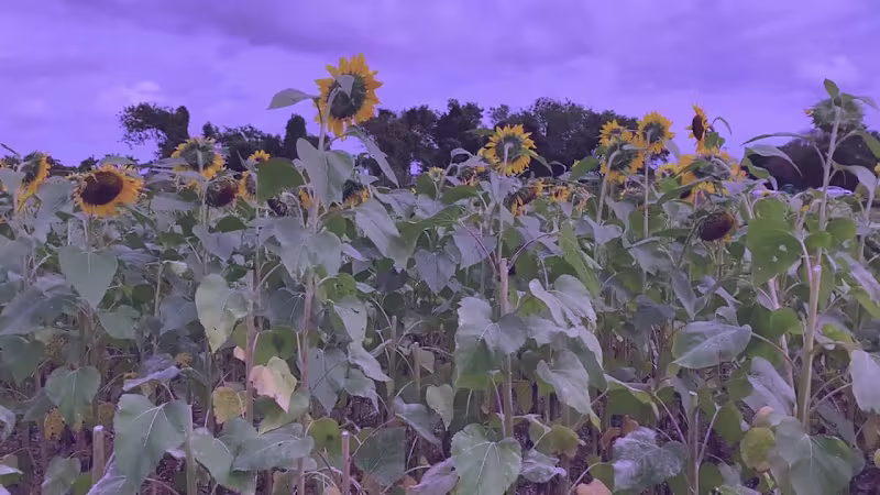 Cover image for Sunflowers